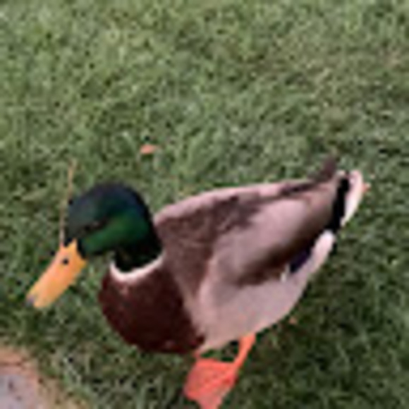 biekoman